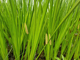 Acorus Calamus